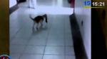 Gato fue grabado mientras atrapaba a una rata en el Hospital Regional de Pucallpa. (Canal N)
