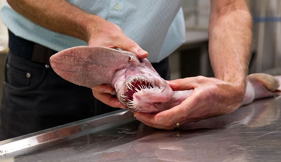 Australia: Capturaron a tiburón conocido como el ‘Alien de las profundidades’. (AFP)