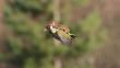 ¿Cuál es la verdadera historia de la foto viral de un pájaro con una comadreja?