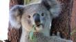 Australia sacrificó a 700 koalas por "problemas de sobrepoblación"