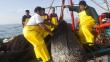 Produce: Temporada de pesca de anchoveta empezaría el 26 de marzo