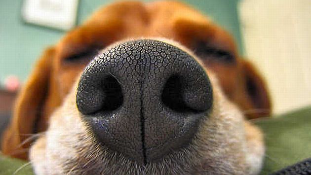 Perro es capaz de detectar cáncer de tiroides a través de la orina humana. (zinereport.com)