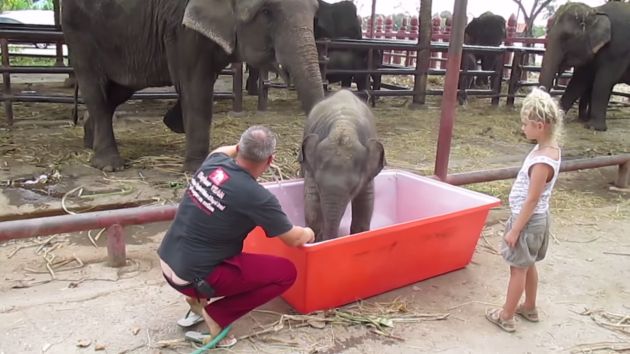Al pequeño elefante se le hizo difícil entrar a la tina. (Captura YouTube)