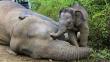 Asesinaron a cerca de 30 elefantes en reserva natural del Congo