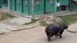 Nepal: Rinoceronte se escapó de reserva y mató a una persona [Fotos y video]