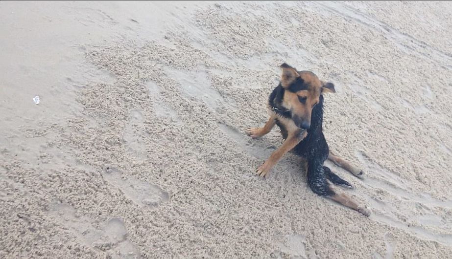 Leo fue hallado arrastrándose en una playa de Tailandia. (Help Save Leo)