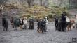 Serbia: Hombre desempleado cuida a 450 perros abandonados [Video]