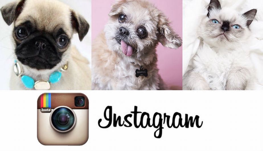 La red social Instagram superó los 300 millones de usuarios activos durante 2014. (Foto: Instagram/@pugs/@adorable_animals/@cats
