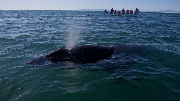 Japón espera reanudar la caza de ballenas a fines de este año. (USI)
