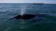 Japón: Gobierno espera reanudar la caza de ballenas en la Antártida