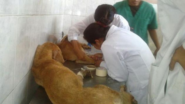 Canes reciben atención, por el momento, en la Clínica Veterinaria de la UNMSM. (Twitter Municipalidad de La Victoria)