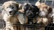Ley contra el maltrato animal: Congreso debatirá proyecto el 23 de abril