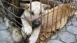 Ley contra maltrato animal: Comisión aprobó proyecto para sancionar a agresores 