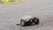 El dueño de esta tortuga mutilada por una rata es un buen ser humano