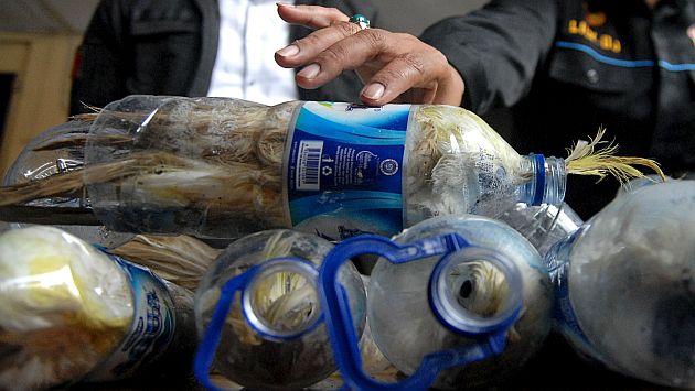 Indonesia: Arrestan a traficante que ocultó cacatúas amarillas en botellas de plástico. (Reuters)