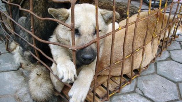 Activistas animalistas denunciaron la excepción que expresa la Ley contra el maltrato animal. (USI)