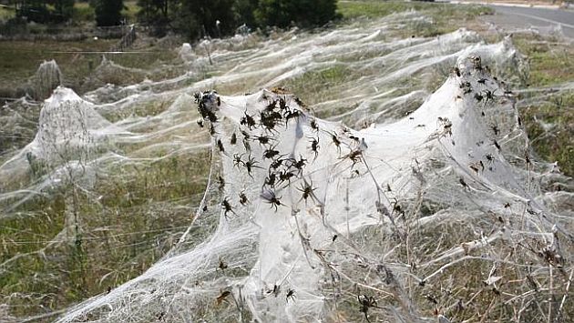 Australia: Lluvia de arañas cae sobre la ciudad de Goulburn. (news.com.au)