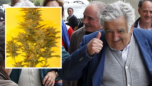 José Mujica ya tiene su apellido en una semilla de marihuana. (EFE/Ketamaseeds.com)