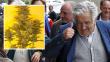 Marihuana: 'Mujica gold', la nueva semilla en honor a José Mujica