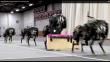 YouTube: Este es 'Cheetah', un robot de MIT más rápido que el humano promedio
