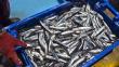 Produce dispone suspender pesca de anchoveta desde mañana hasta el jueves