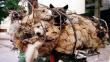 China: Protestas contra 'Festival de la Carne de Perro de Yulin' [Fotos y video]
