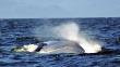 Japón seguirá con su polémico programa de caza de ballenas 