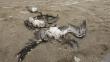 Imarpe: Aves marinas encontradas en el litoral peruano murieron por ahogamiento
