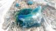 San Bartolo: Aparición de medusas azules se debe al calentamiento del mar