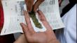 'Día contra las Drogas': 74% de limeños dice que aumentó disponibilidad de marihuana