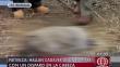 Barranca: Hallaron cadáver de hombre con herida de bala en la cabeza [Video]