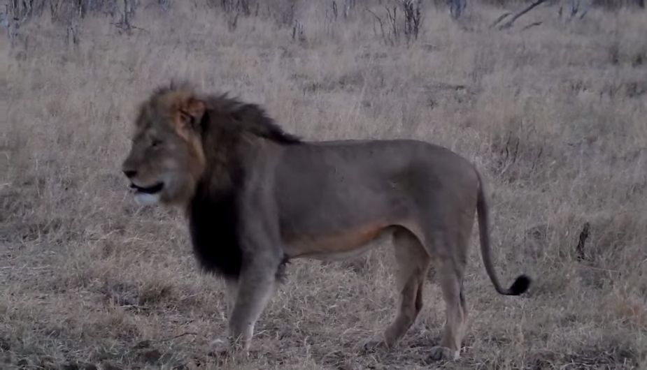Autoridades buscan a español que asesinó a Cecil, el león símbolo de Zimbabue. (Captura)