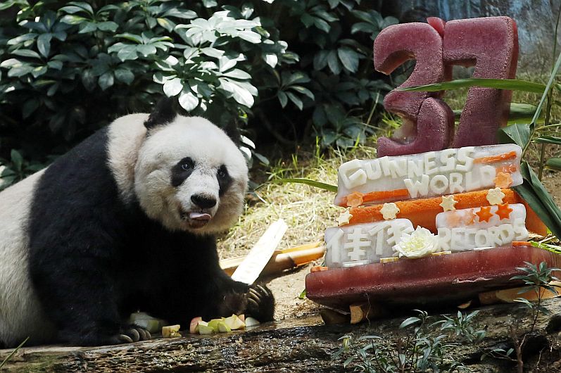 Oso panda de Hong Kong es el más longevo del mundo en cautiverio. (EFE)