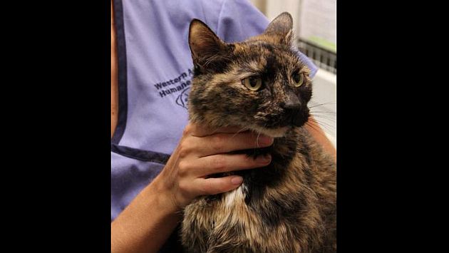 Lucky está estresada, pero se pondrá bien, dijeron los veterinarios que la revisaron. (AP)
