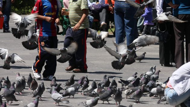 Sancionarán a vecinos de La Punta que alimenten a palomas. (Perú21)