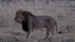 África: Autoridades buscan a español que mató a Cecil, león símbolo de Zimbabue

