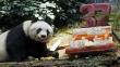 China: Jia Jia, la osa panda de Hong Kong más longeva del mundo [Fotos]