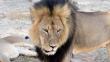 Zimbabue: Dentista Walter James Palmer pagó US$50 mil para matar al león Cecil
