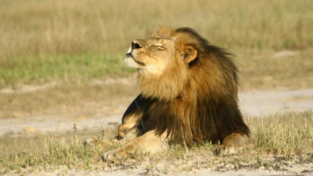 Zimbabue prohibió la caza de leones y elefantes tras el crimen de Cecil. (Reuters)