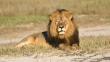 Zimbabue pidió a EEUU la extradición del asesino del león Cecil