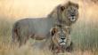 Zimbabue: ¿Asesinaron a Jericó, hermano y sucesor del león Cecil? 
