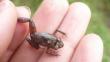 ‘Noblella madreselva’: Este es el nombre de la nueva especie de rana descubierta en el Perú 