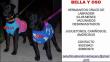 Facebook: Estos perritos buscan ser adoptados en campaña de adopción en La Molina