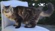 Corduroy tiene 26 años y es el gato más longevo del mundo [Fotos y video]
