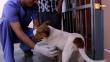 'Dr. Vet' salvó la vida de dos mascotas tras operarlas de graves lesiones 