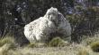 Australia: Esquilan más de 40 kilos de lana a la oveja gigante 'Chris' [Fotos y video]