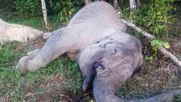 Mataron a elefante Yongki, animal insignia de Indonesia, para comercializar sus colmillos. (CNN)