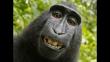 PETA lucha para que mono sea reconocido como fotógrafo por 'selfies' que se tomó en el 2001