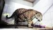 India: Jaguar es devuelto de un zoológico por ser ‘muy gordo para aparearse’ [Video]
