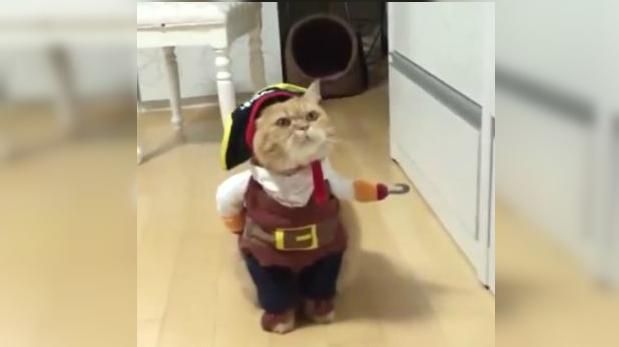 A propósito del ‘Gato pirata’, mira estas divertidas ideas para disfrazar a tu mascota en Halloween. (Captura de Facebook)